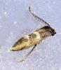 Incurvaria pectinea